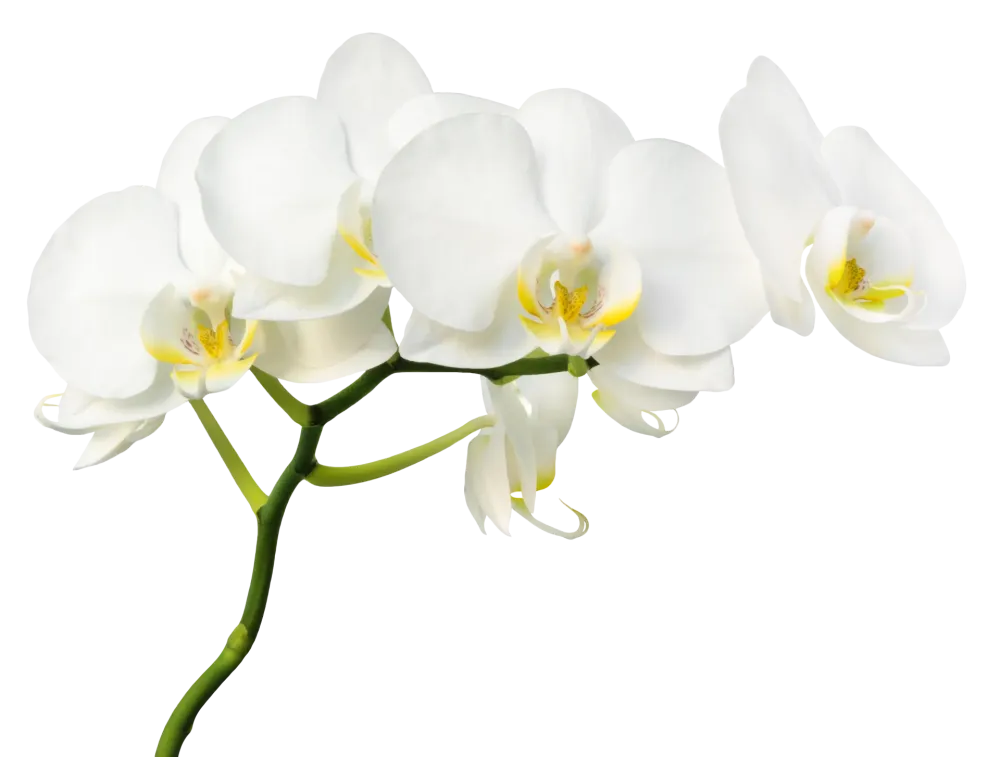 orchidees